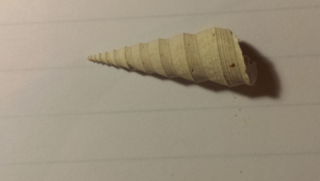 Fossile da determinare